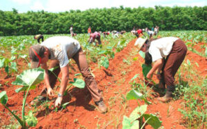 Agriculture--Cuba