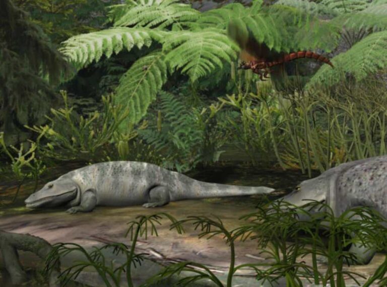 Scientists estimate weight and size of two extinct giant amphibians