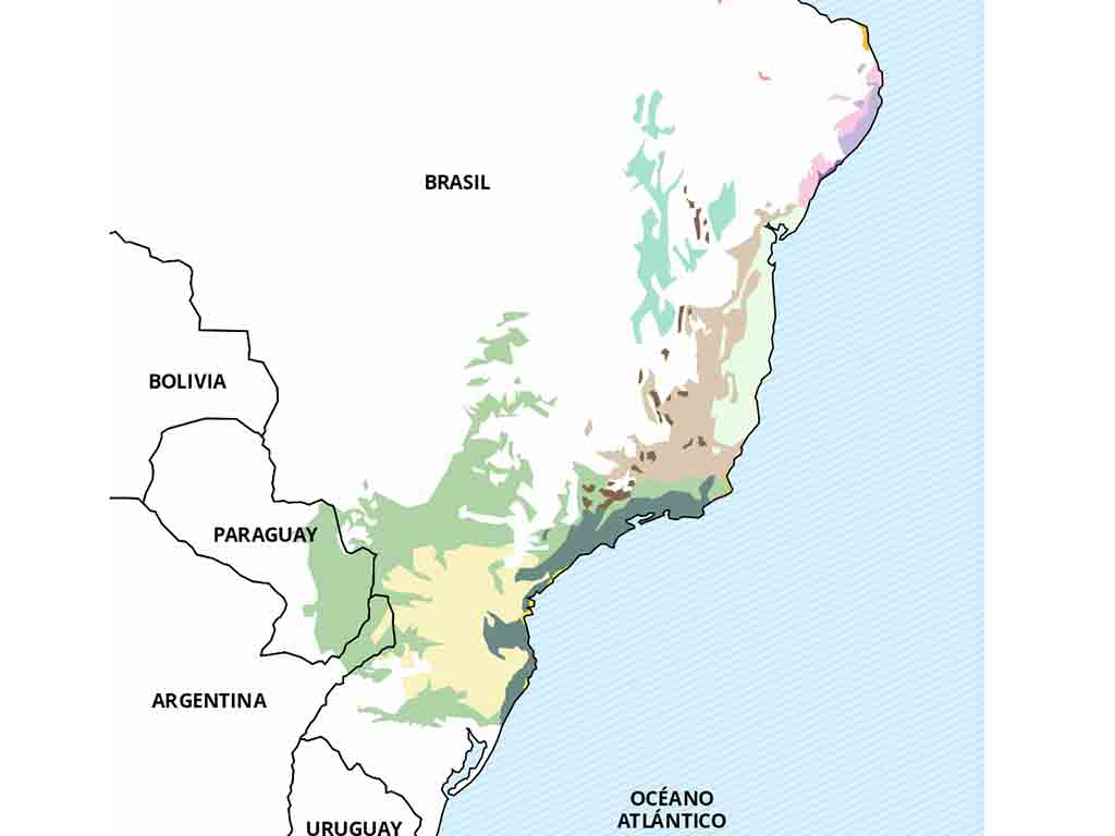 Restoration of South America's Atlantic Forest is moving forward - Prensa  Latina