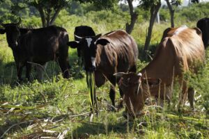 fao-supports-livestock-project-in-cuba